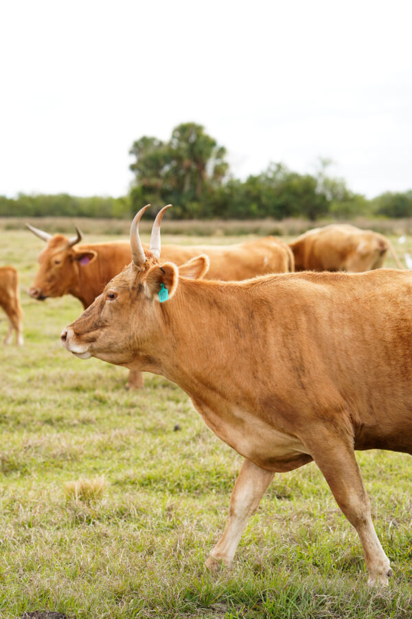 Pasture raised, regenerative beef.